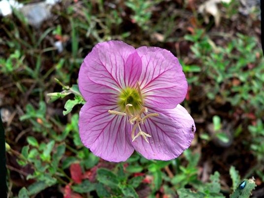 {Oenothera speciosa}